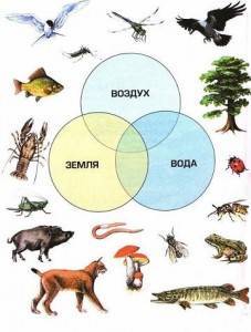 Животные: определение и классификация