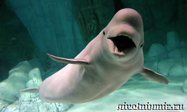 Белуха-дельфин-Образ-жизни-и-среда-обитания-белухи-1