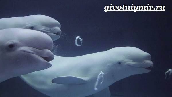 Белуха-дельфин-Образ-жизни-и-среда-обитания-белухи-4