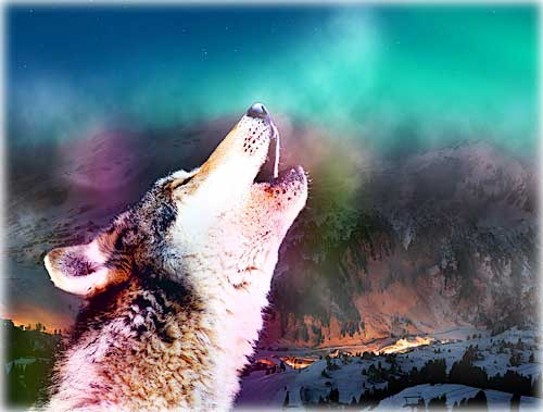Почему волки воют на луну ответ