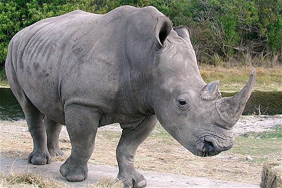 Что ест носорог в природе