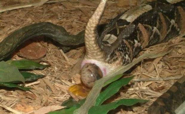 Змеи живородящие или откладывают яйца