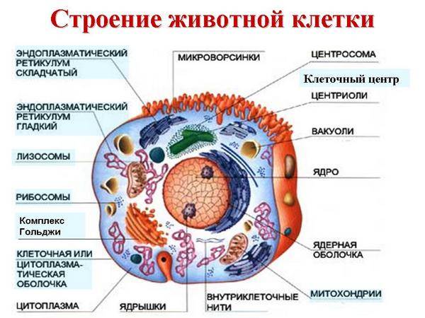 Назовите основные органоиды клетки