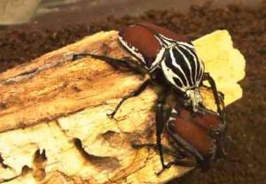 Африканский жук