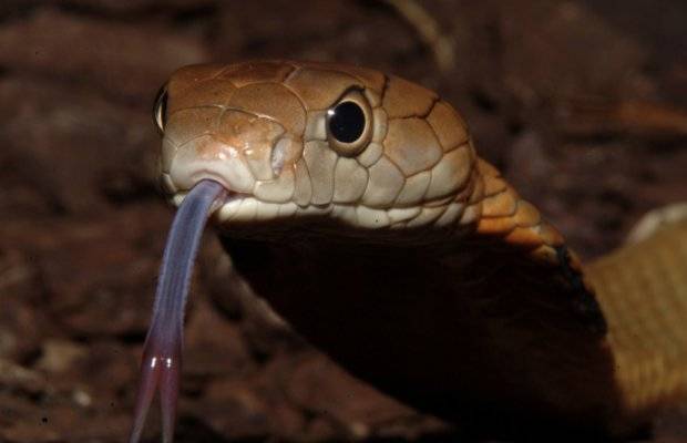 Змеиный язык у человека
