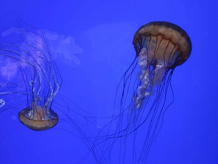 Сообщение про медуз