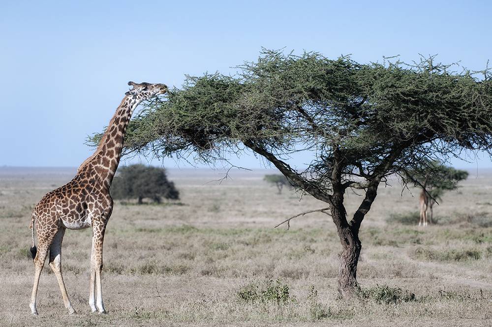 На каком материке обитает жираф