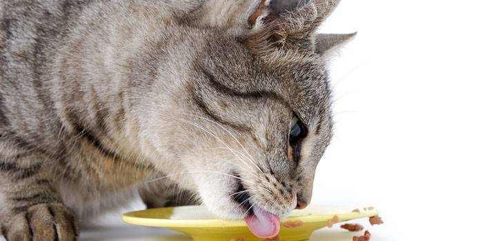 Сколько нужно кормить кота в день