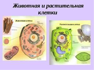 Растительная и животная клетки