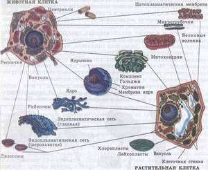 Сравнительная характеристика строения клеток животных и растений