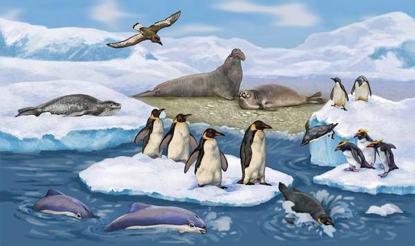 Животные-Антарктики-Описание-названия-и-особенности-животных-Антарктики-1