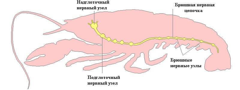 Нервная система ракообразных