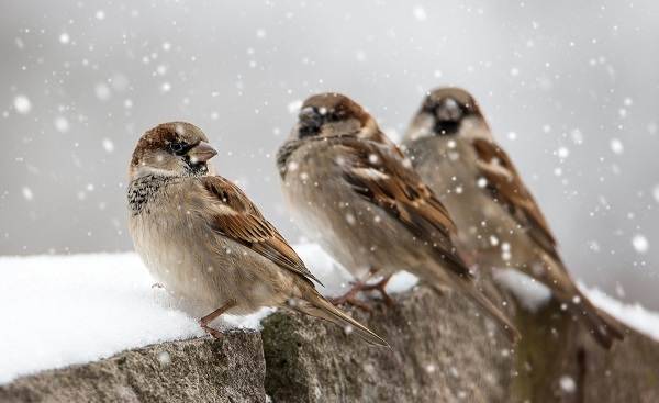 Зимние Птицы Фото С Названиями