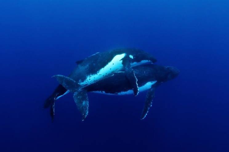 Как размножаются киты