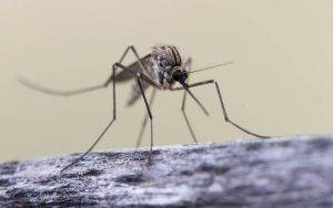 Сколько дней живут комары