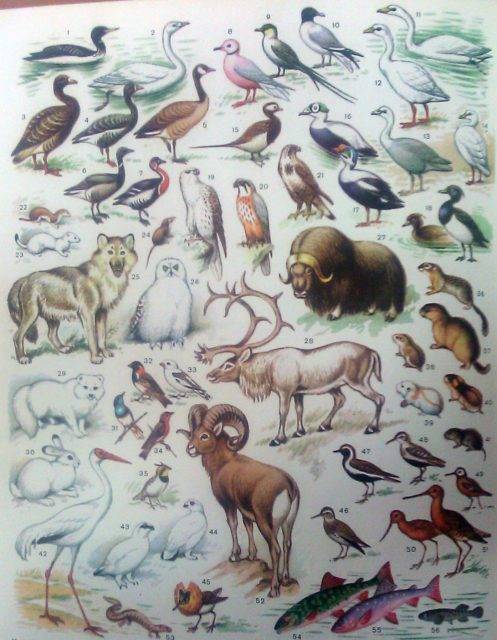 Животные и птицы тундры