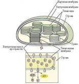 Какой процесс происходит в митохондриях клеток