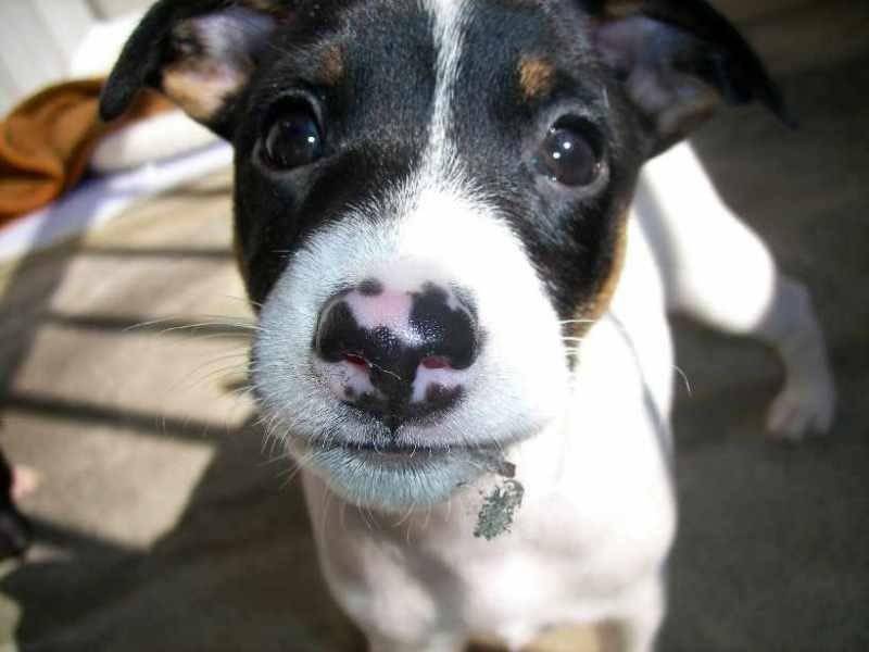 Порода собак с большими глазами