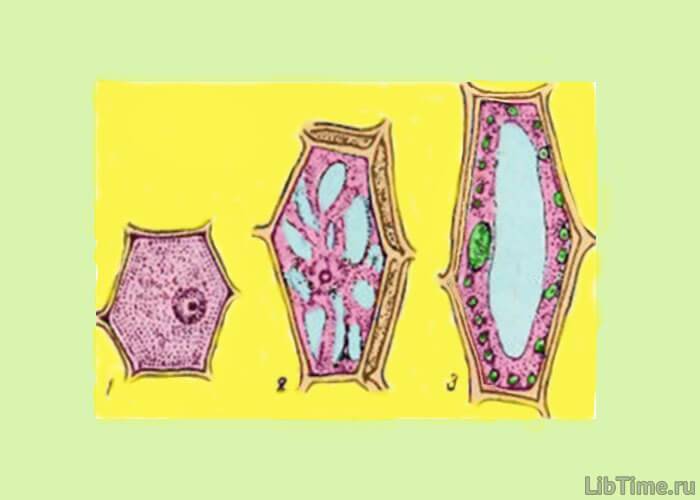 Рисунок рибосомы клетки