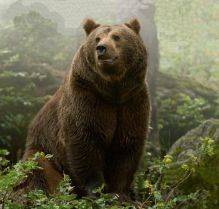 Информация о буром медведе