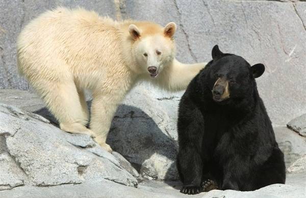 Белый-медведь-животное-Описание-особенности-образ-жизни-и-среда-обитания-медведя-18