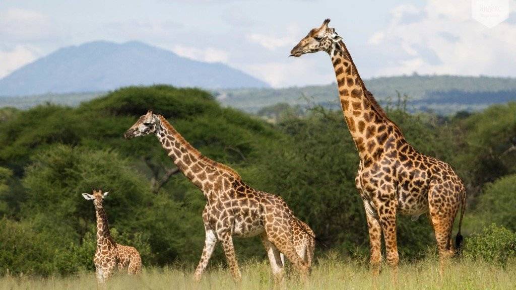 Жираф отряд