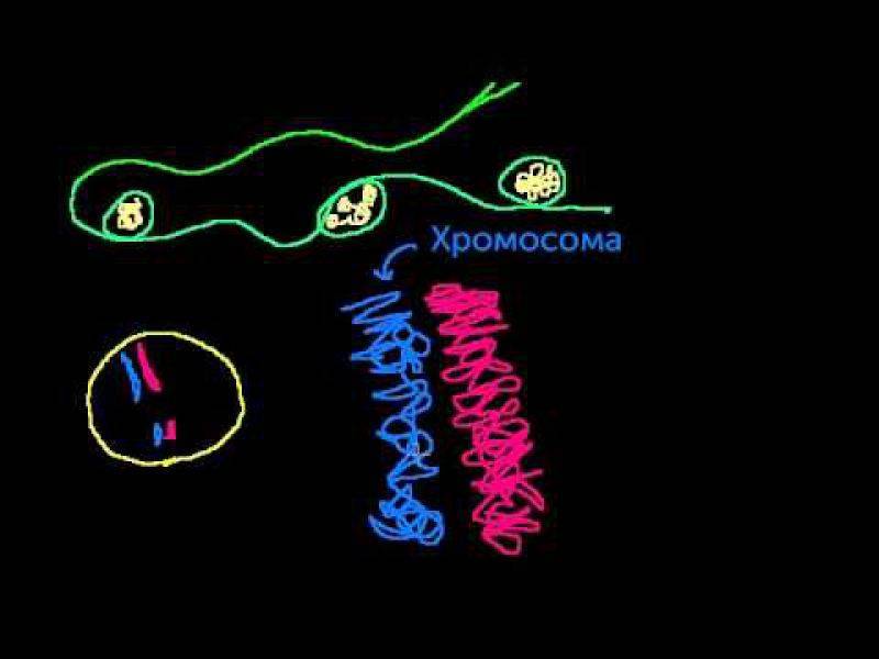 Хроматиды это две субъединицы хромосомы делящейся клетки