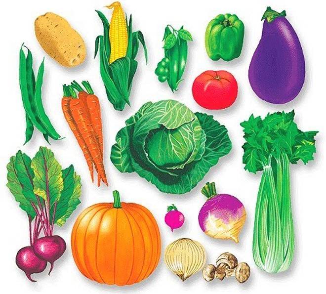 Картинки овощей для детей детского сада