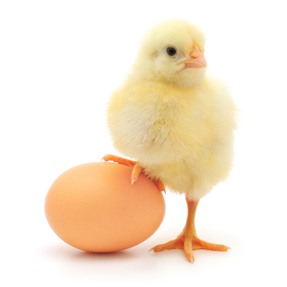 Что было первым курица или яйцо ответ