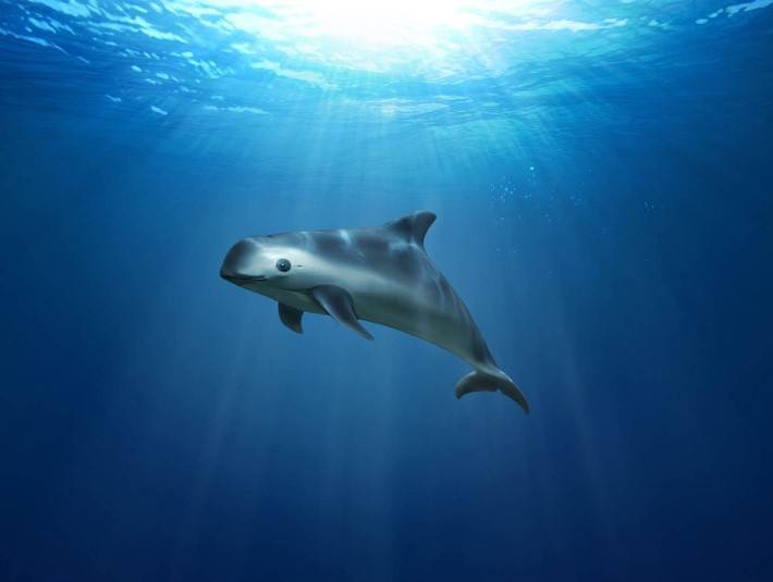 Что больше угрожает жизни животных в океане