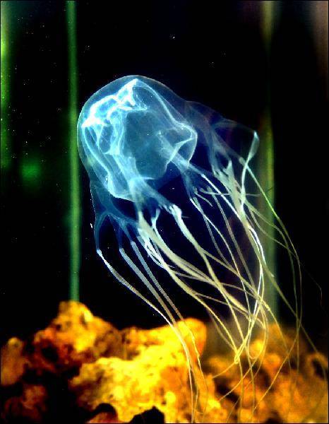 Разновидности медуз