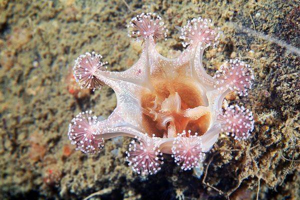 Гидроидные медузы фото