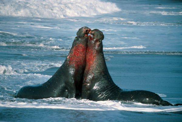 Морской слон интересные факты