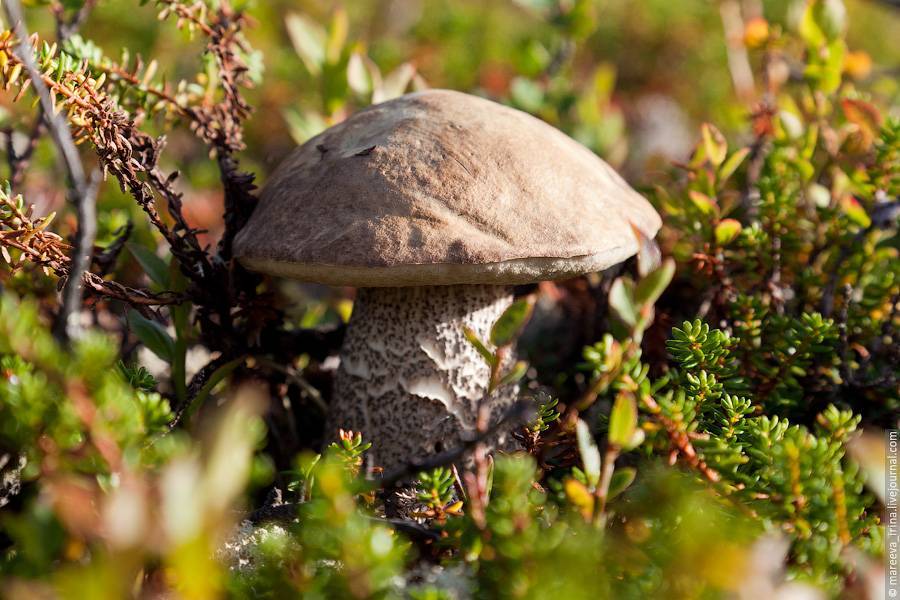 Осенью появляются крепкие, не знающие в здешних местах гнили грибы – подберезовики.