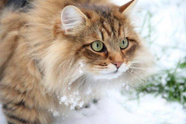 Сибирская кошка на улице