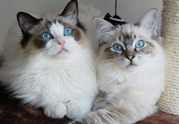 Две кошки породы рэгдолл