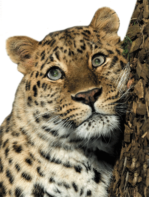 Приморский леопард