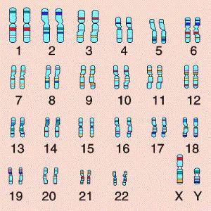 Состав хромосом