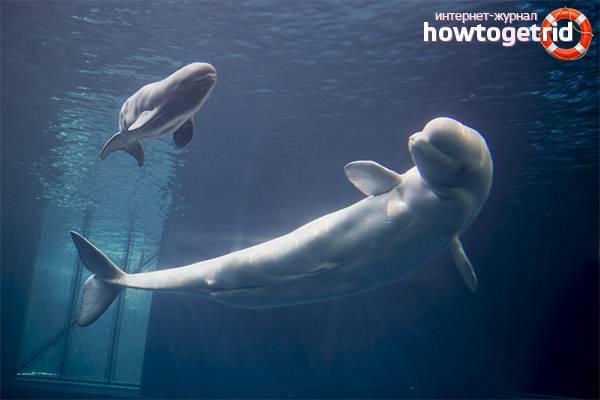 Дельфин белуха фото