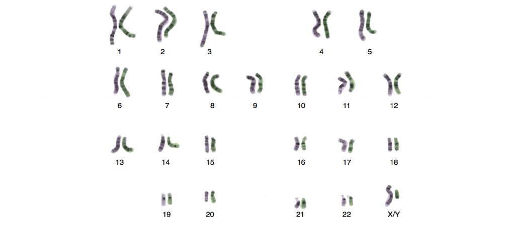Что значит гомологичные хромосомы