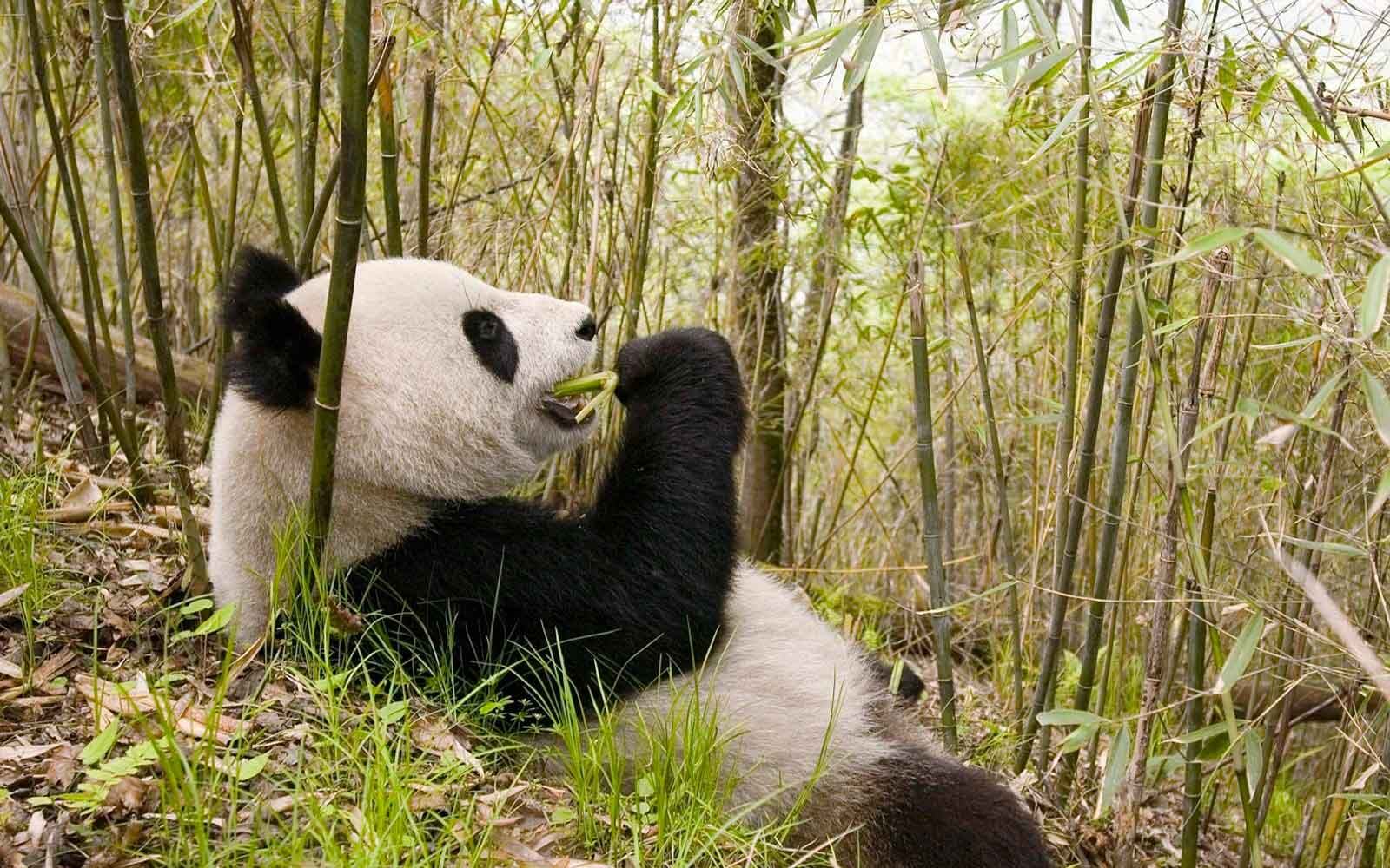 Гигантская панда фото