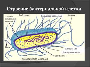 Из чего состоит прокариотическая клетка