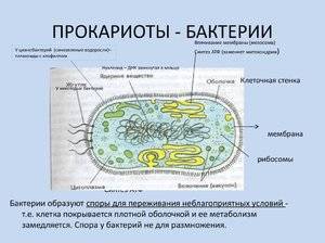 Бактерии прокариоты
