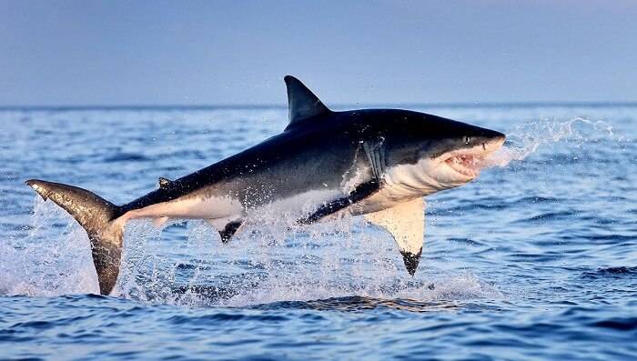 Продолжительность жизни акул