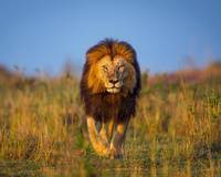 Как живут львы в дикой природе