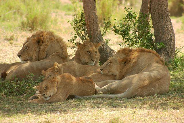 Виды львов животных