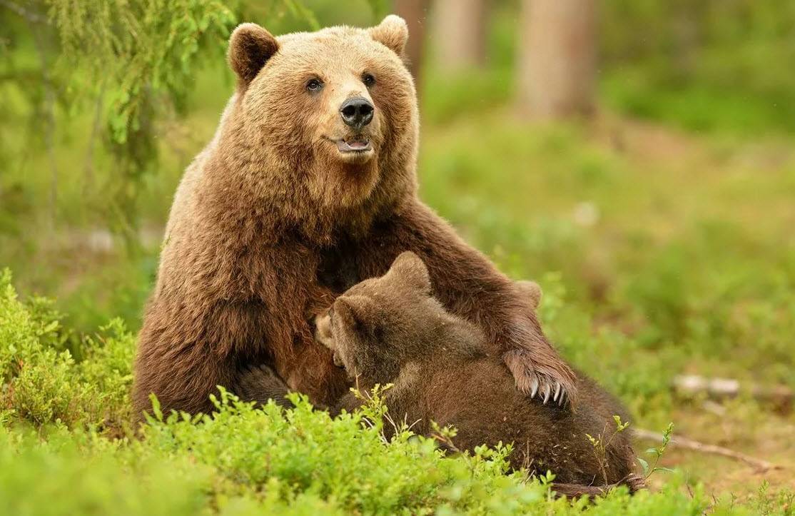 Размножение бурого медведя