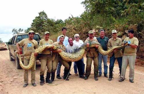 Фото самой большой змеи в мире