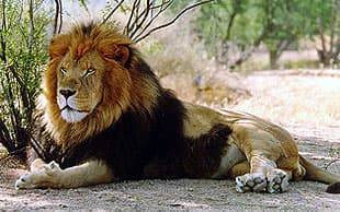 Лев млекопитающее животное
