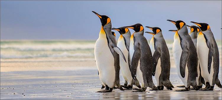 красивые-пингвины